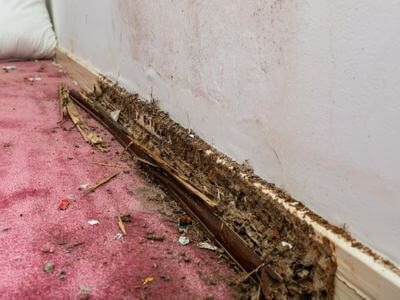 About Lexington Water Damage Restoration Force - water damage restoration experts in Lexington